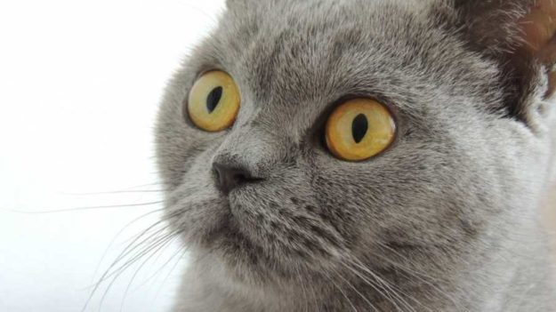 2016's Most Viewed Startups On StartUs