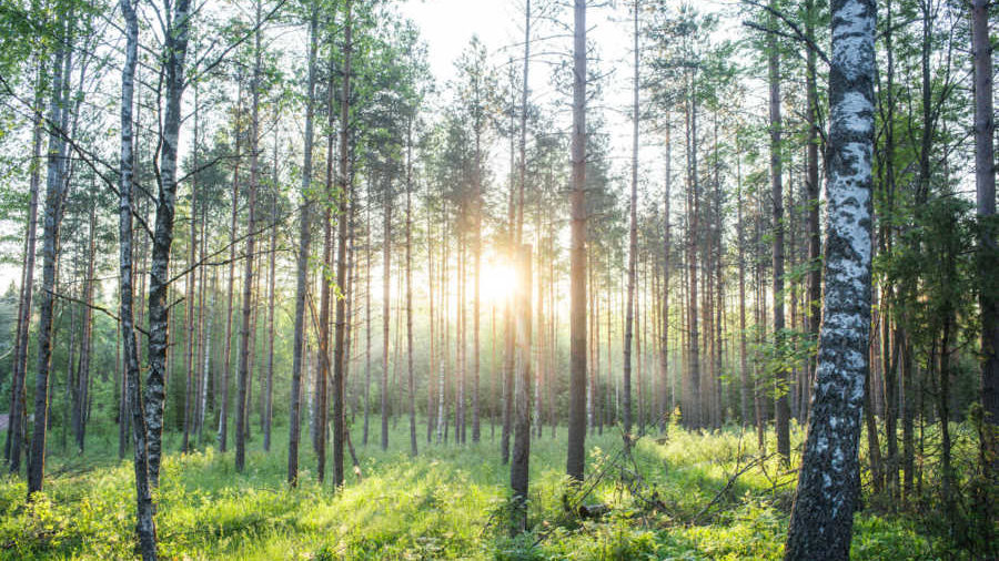 Corporate VC Metsä Spring Grows Business Opportunities On Trees