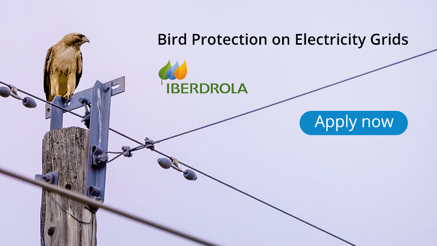 Utility Iberdrola Seeks Technological Solutions To Protect Birds On Electricity Grids